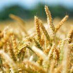 wheat, grain, by chaitanya k-368867.jpg