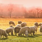 sheeps, lambs, flock-3437467.jpg